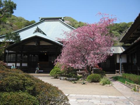 海蔵寺にて。海棠が満開