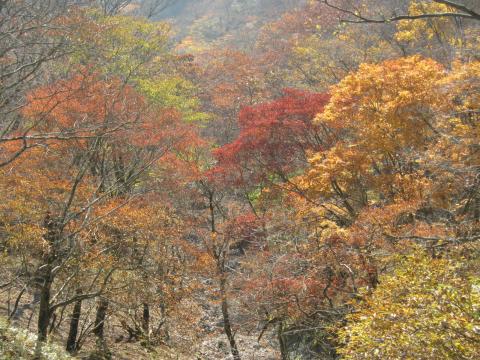 標高１２００m付近。丹沢の紅葉はまだまだ見頃か？