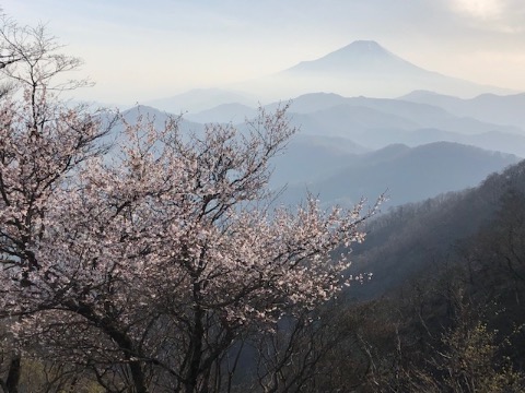 富士山とマメザクラ