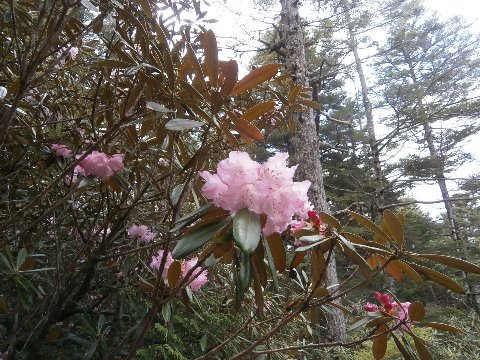 アズマシャクナゲの花もいたるところ満開