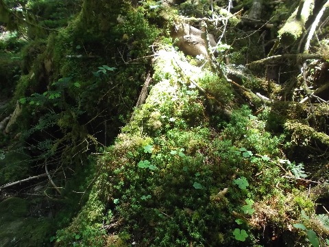 苔むした道をゆっくり進む