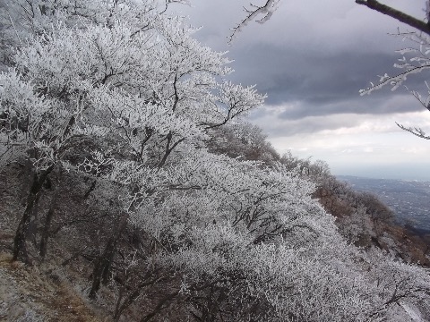 丹沢で霧氷を見るのも久しぶり