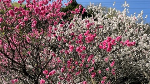 色とりどりの桃の花