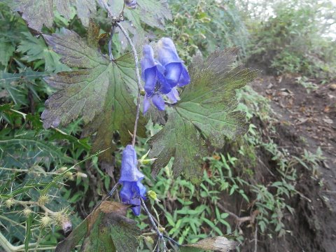 ミヤマトリカブト　根に猛毒があり誤って食べたら　それこそイチコロ
怖～い高山植物なのです