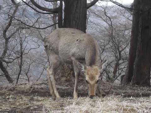 久しぶりに鹿に出会う　人馴れしているのか悠然としている