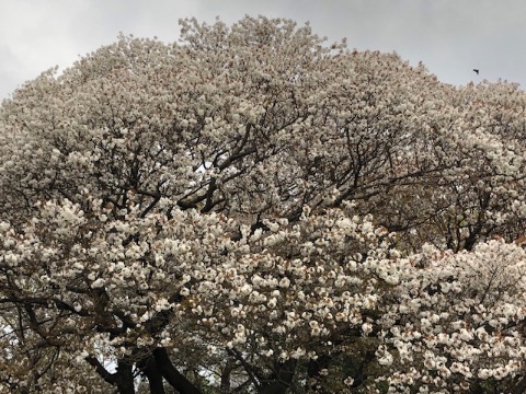 ヤマザクラの巨木