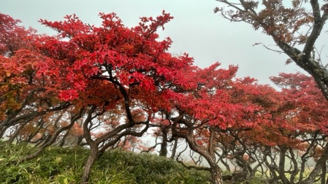 シロヤシオの紅葉