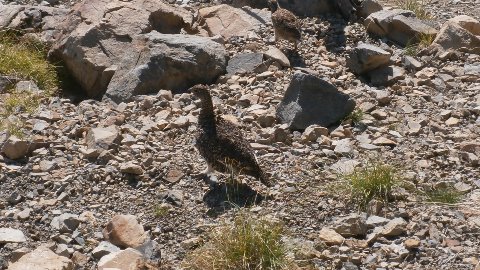 仙丈小屋の前で朝食中、雷鳥の親子がサプライズ登場！ひなが６羽　元気に駆け回る。