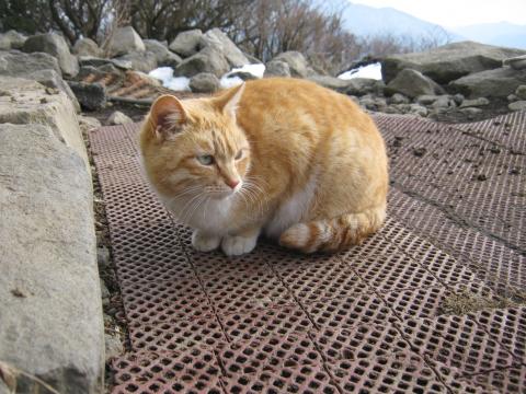 この寒い中・・愛すべきにゃんこちゃん