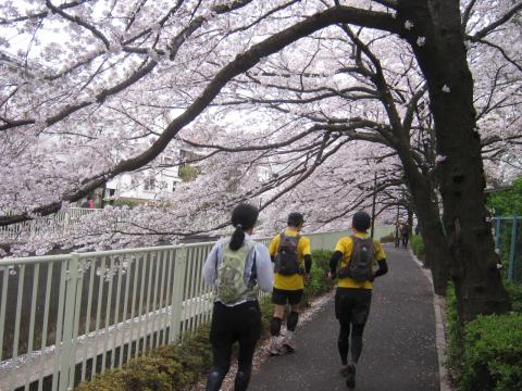 先週走った、神田川沿いも完璧なまでに満開