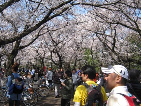 ２２キロ走って小金井公園到着
自粛ムードの昨年と打って変わって
すごい人である。