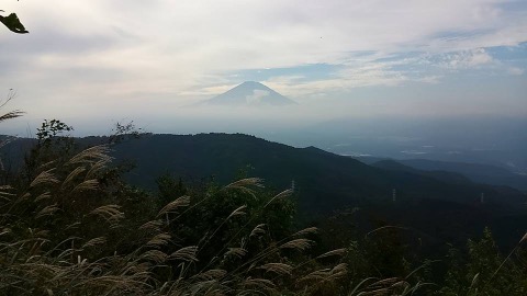 ススキと富士