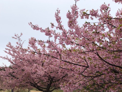 引地川親水公園の河津桜