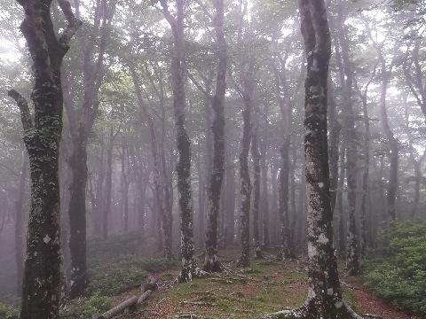 八丁の池に向かうコースは、ブナの木がびっしりと生い茂る。