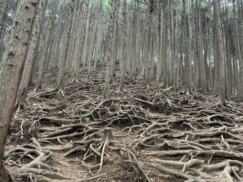 滝の沢尾根の根っこだらけの急降下