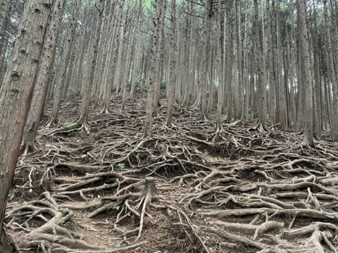 滝の沢尾根の根っこだらけの急降下