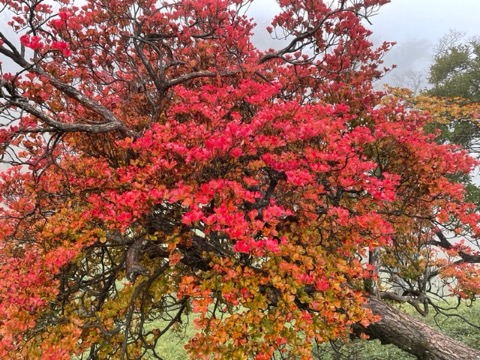 6月には白い花を咲かせ、秋には鮮烈な紅葉。一粒で２度美味しいシロヤシオ