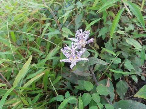 ヤマホトトギスを見つける　私の大好きな花！