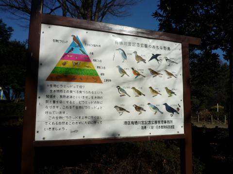 広尾の有栖川公園　すっげいっぱい野鳥がいます　フンに注意！