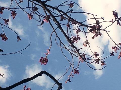 場所によってはもう桜・・・・こんな感じです！