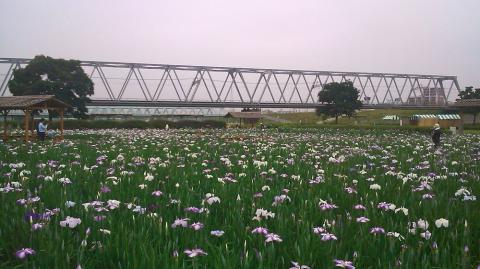 京成線江戸川鉄橋