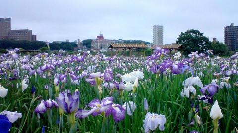 小岩菖蒲園
見頃を迎えています！