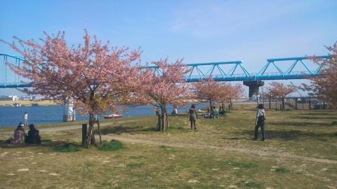 江戸川区側にも河津桜が！
もう緑の葉っぱが目立つようですが、まだ楽しめます。