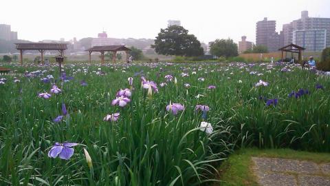 小岩菖蒲園
週末は見頃を迎えそうです。