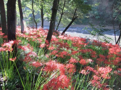 巾着田曼珠沙華と高麗川