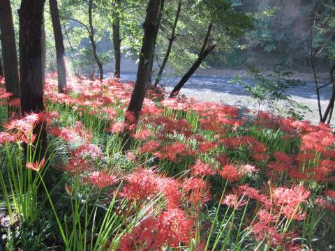 巾着田曼珠沙華と高麗川