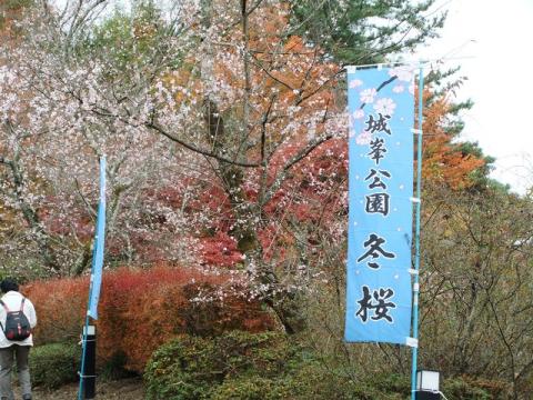 上峯公園の冬桜！