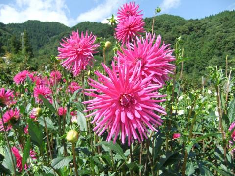 両神ダリア園
見事！