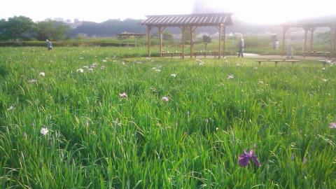 小岩菖蒲園のショウブ
開花は2割程度