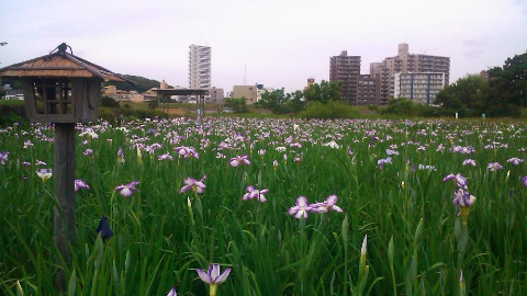 小岩菖蒲園