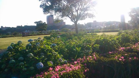 小岩菖蒲園の紫陽花も開花中