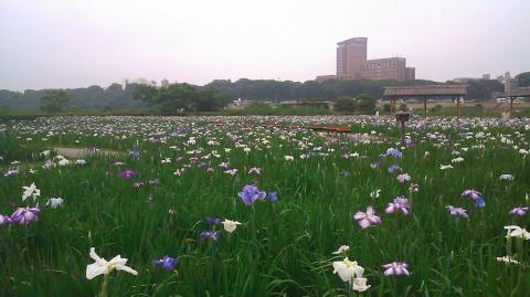 小岩菖蒲園