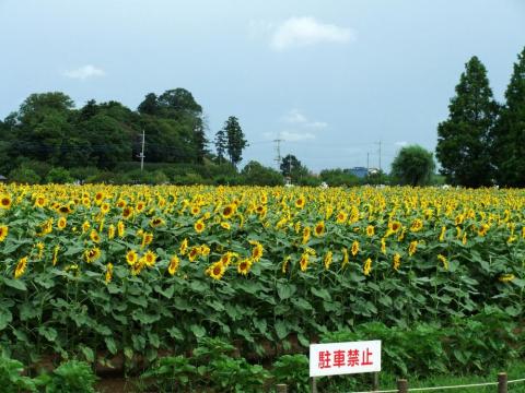 あけぼの山農業公園のひまわり
昨日久しぶりに妻とドライブ。その後、谷和原IC～笠間西ICで、西念寺へ。ランチは、「ものみ茶屋」で美味しくいただき、下館の「たちかわ」で最中を買い、ビアスパーク下妻で温泉に入って帰宅。