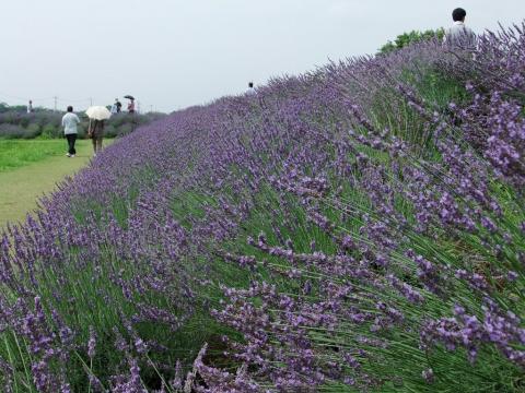 菖蒲町ラベンダー堤