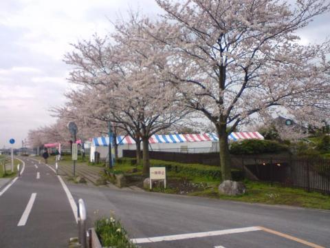寅さん会館付近の桜