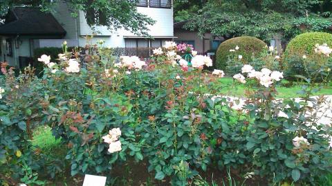 里見公園のバラ
見頃は過ぎてるけど、まだ咲いていた。