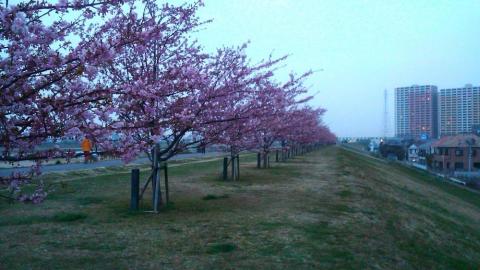 ご近所の河津桜が見頃です