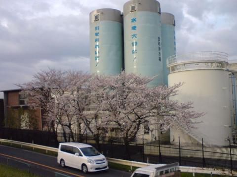 金町浄水場の桜