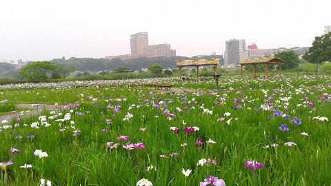 小岩菖蒲園から和洋女子大学方面