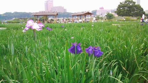 小岩菖蒲園の菖蒲
まだまだ