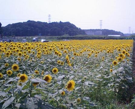 道の駅しょうなんのひまわり畑？