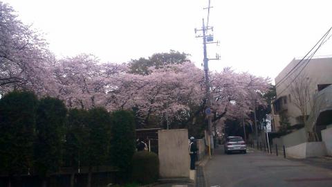 里見公園の桜は満開です