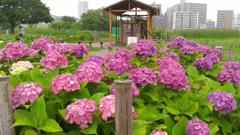 小ぶりの紫陽花がきれいです