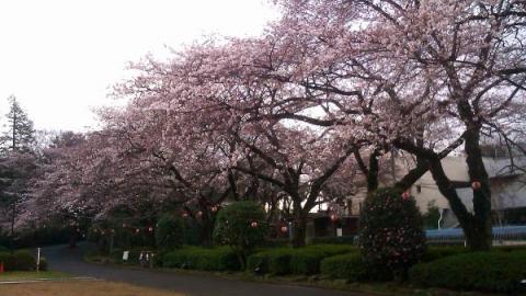 里見公園の桜
六～七部咲きかな？