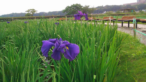 小岩菖蒲園　菖蒲がぽつぽつ咲き始めました。