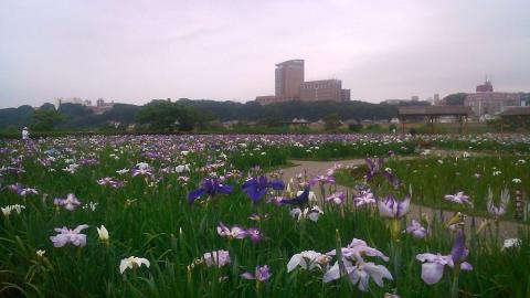 もう見頃を迎えています
江戸川の向こうに見えているのは、和洋女子大学。